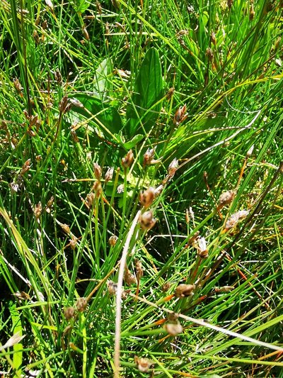 Eleocharis quinqueflora, photographed by Sigitas Juzėnas