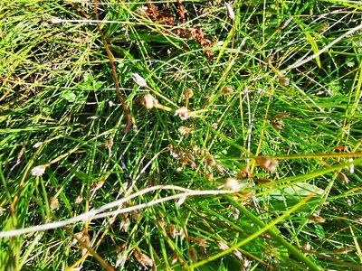 Eleocharis quinqueflora, photographed by Sigitas Juzėnas