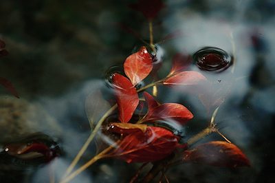 Ludwigia repens, photographed by Claudio Cantú Muñiz