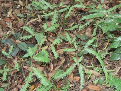 Dicranopteris tetraphylla, photographed by chiuluan