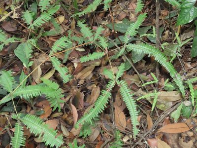 Dicranopteris tetraphylla, photographed by chiuluan