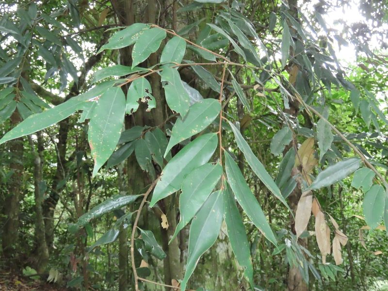 Castanopsis fargesii, photographed by chiuluan