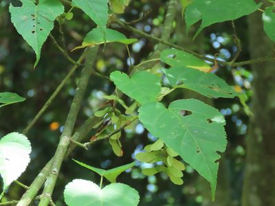 Acer caudatifolium, photographed by chiuluan