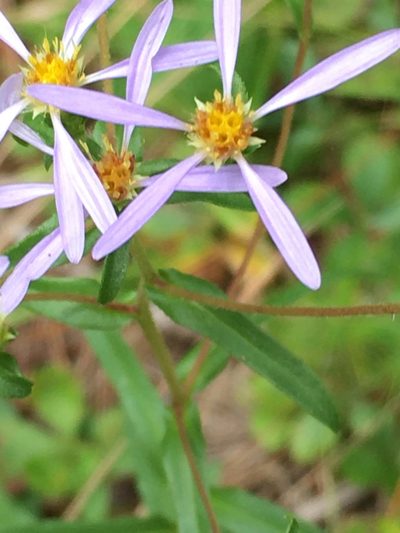 Eurybia compacta, photographed by Becky Dill