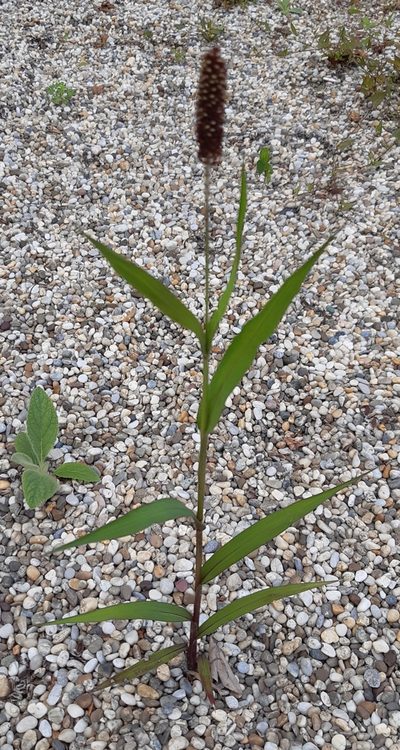 Setaria italica, photographed by Martin Scheuch