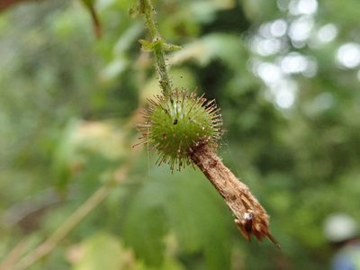 Ribes menziesii, photographed by joergmlpts