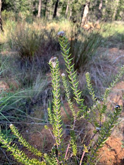 Phylica thunbergiana, photographed by Dave Richardson