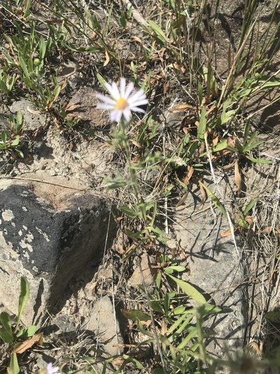 Symphyotrichum ascendens, photographed by Michael O'Loughlin