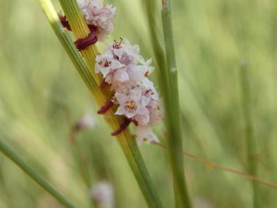 Cuscuta planiflora, photographed by Carminda Santos