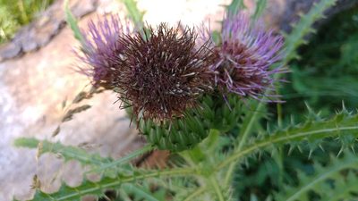 Cirsium drummondii, photographed by Brian Dickerson