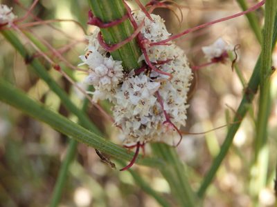 Cuscuta planiflora, photographed by Carminda Santos
