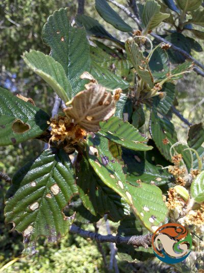 Cercocarpus pringlei, photographed by Eugenio Padilla
