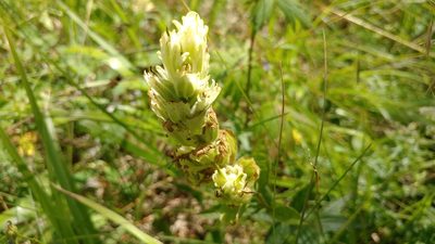Castilleja septentrionalis, photographed by Brian Dickerson