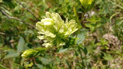 Castilleja septentrionalis, photographed by Brian Dickerson