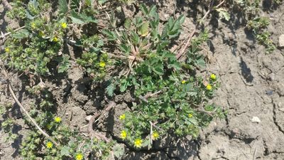 Potentilla rivalis, photographed by Brian Dickerson