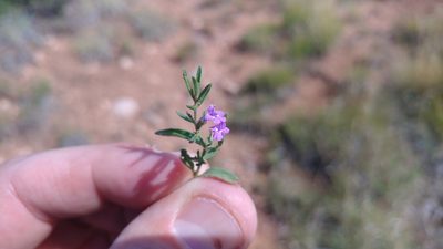 Hedeoma drummondii, photographed by Brian Dickerson