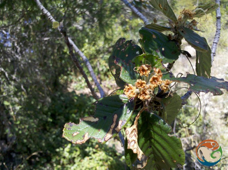 Cercocarpus pringlei, photographed by Eugenio Padilla