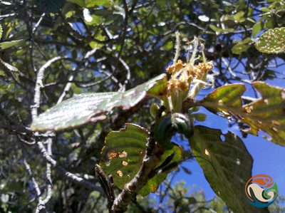 Cercocarpus pringlei, photographed by Eugenio Padilla