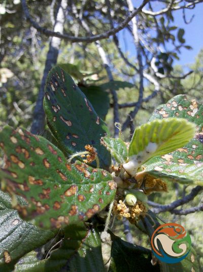 Cercocarpus pringlei, photographed by Eugenio Padilla