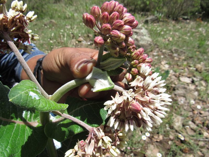 Asclepias otarioides, photographed by Oscar Alejandro Morales Juárez