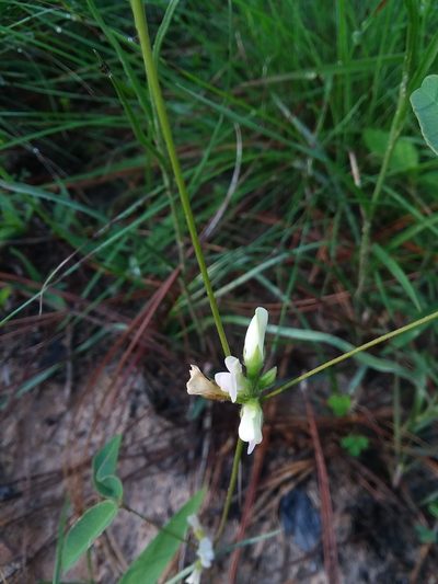 Galactia erecta, photographed by Will McFarland