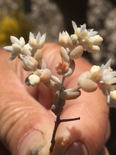 Sedum pedicellatum, photographed by Andre Hosper