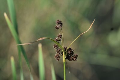 Scirpus atrovirens, photographed by Braden J. Judson