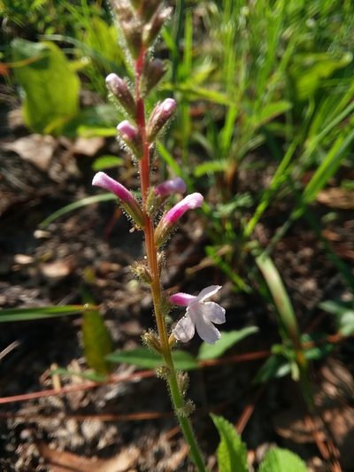 Verbena carnea, photographed by Will McFarland