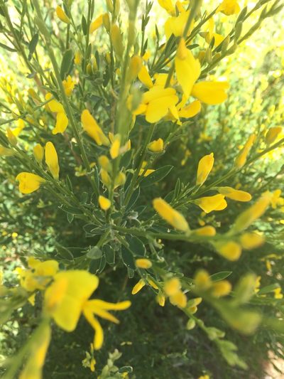 Genista florida, photographed by Andre Hosper