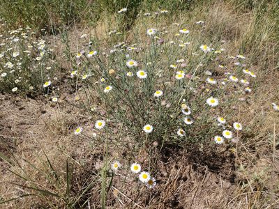 Erigeron divergens, photographed by Eric Watts