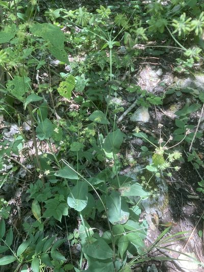Bupleurum longifolium, photographed by Andre Hosper