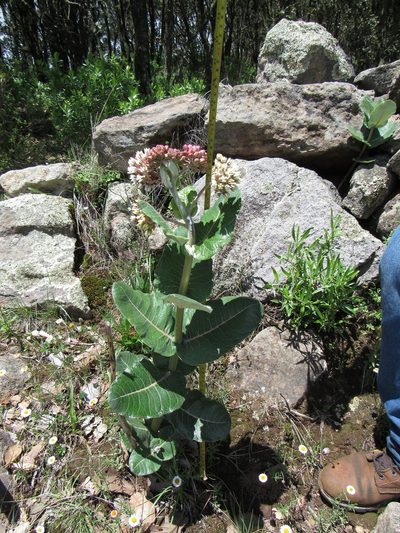 Asclepias otarioides, photographed by Oscar Alejandro Morales Juárez