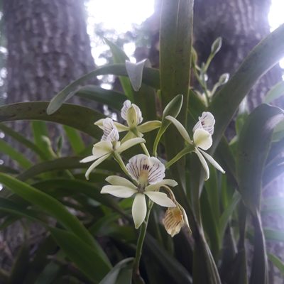 Prosthechea radiata, photographed by Victor De la Cruz