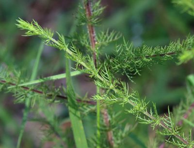 Seymeria cassioides, photographed by Lauren McLaurin