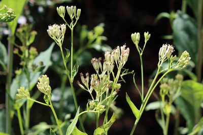 Arnoglossum ovatum, photographed by Lauren McLaurin
