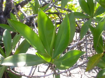 Pelliciera rhizophorae, photographed by Eduardo Chacón Madrigal