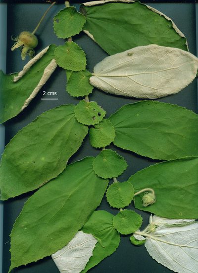 Dicraspidia donnell-smithii, photographed by Eduardo Chacón Madrigal