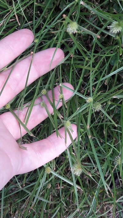 Cyperus brevifolioides, photographed by Astra