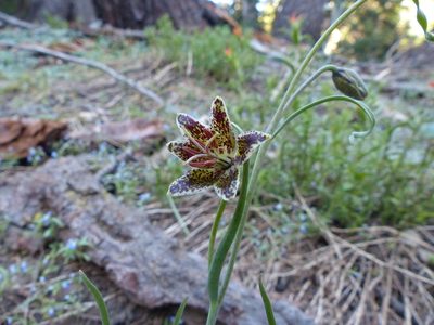 Fritillaria pinetorum, photographed by rjs