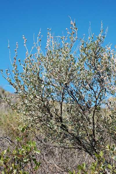 Psoralea flexuosa, photographed by Charles Stirton