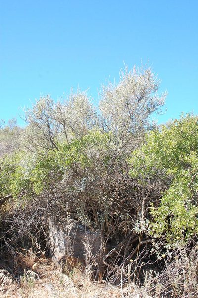 Psoralea flexuosa, photographed by Charles Stirton