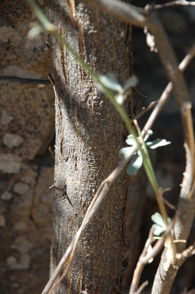 Psoralea flexuosa, photographed by Charles Stirton