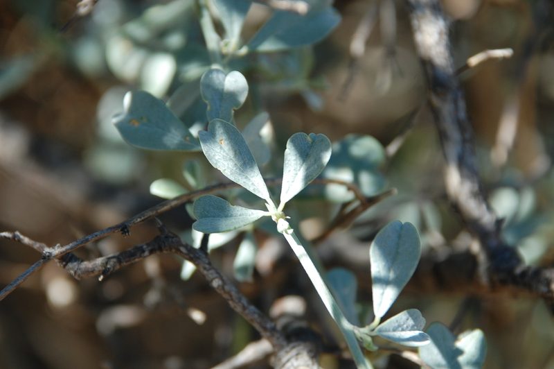 Psoralea flexuosa, photographed by Charles Stirton