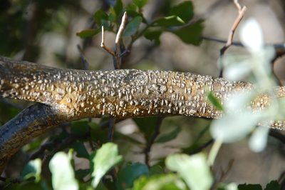 Psoralea flexuosa, photographed by Charles Stirton
