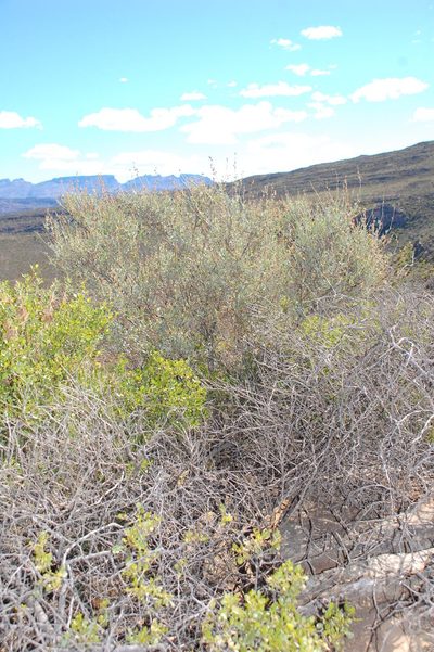 Psoralea flexuosa, photographed by Charles Stirton