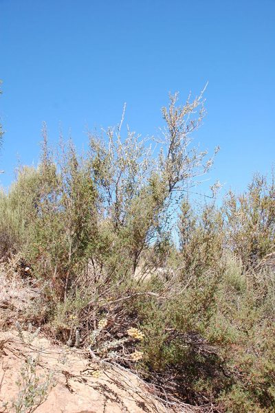 Psoralea flexuosa, photographed by Charles Stirton