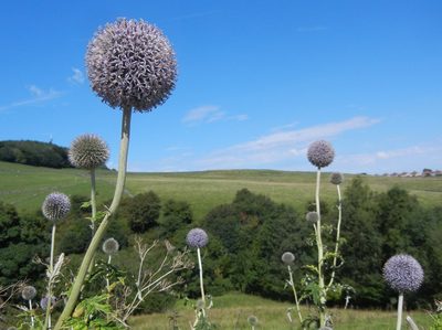 Echinops exaltatus, photographed by Jon Mortin