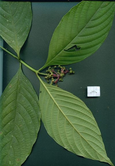 Palicourea winkleri, photographed by Eduardo Chacón Madrigal