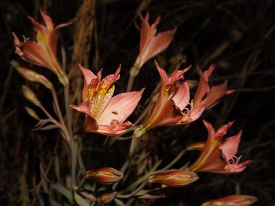 Alstroemeria marticorenae, photographed by Asiel Olivares