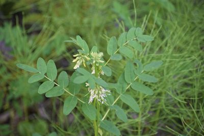 Astragalus americanus, photographed by Syd Cannings